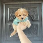 0be62d88-b55d-4dad-b0b1-54b0c70542fe FEMALE