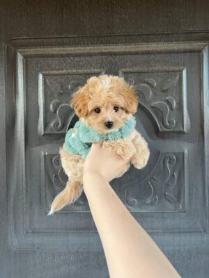 0be62d88-b55d-4dad-b0b1-54b0c70542fe FEMALE