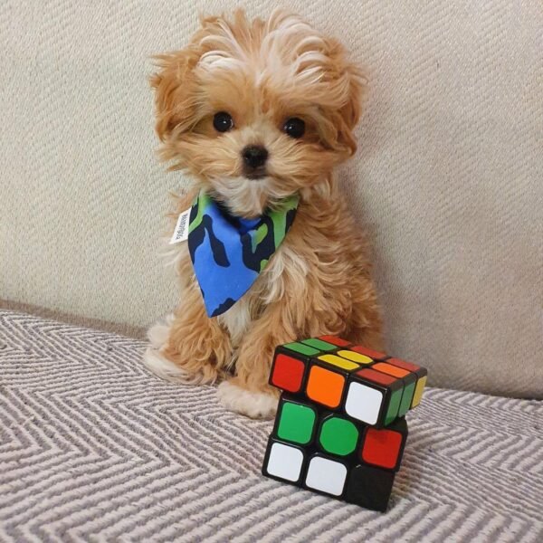 d2efa260-7b6e-4449-9c69-3f0f6267fd46 FEMALE