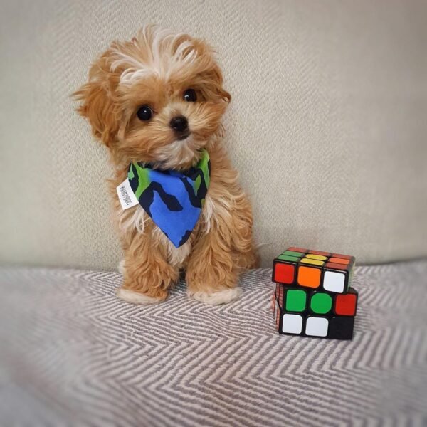 de4ef54a-d5a5-42e0-9996-172b624e201f FEMALE