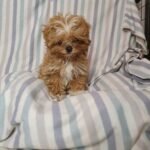 4695ebe2-a5f3-45b1-a781-f214950c71bf Mango (female)