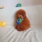 8ef5cd86-bfad-4835-a3b7-a55e05479975 Female (Bella)