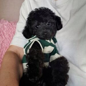 f5f7eb57-54ce-497f-9b26-942577bb99d1 Peach (male)